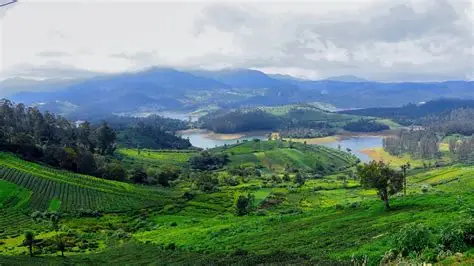Ooty tea gardens and misty hills